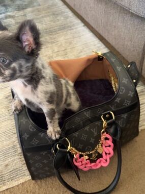 Black Monogram Print Pet Carrier Dog Travel Bag Small Puppy Carrier